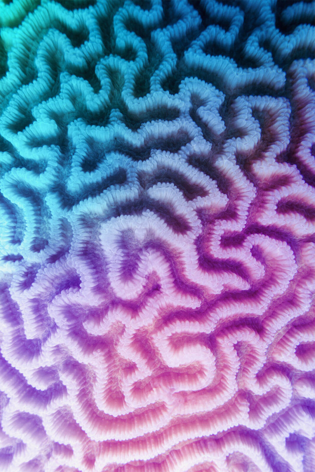 Multicolored violet- blue gradient abstract background - Organic texture of the hard brain coral